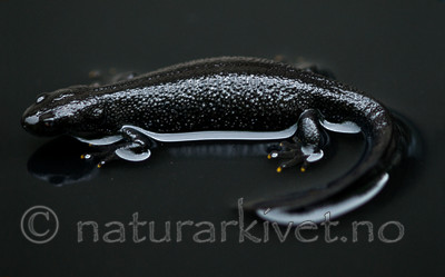 BB 09 0155 / Triturus cristatus / Storsalamander